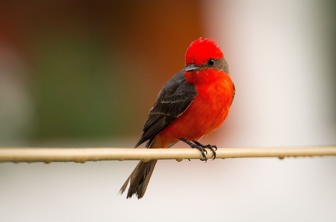 11 Small Birds With Red Breasts (Inc. Awesome Photos) Birds Advice