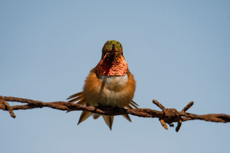 Hummingbird Red Rust Color 7 Species of Red Hummingbirds in North America (Inc. Awesome Photos ...