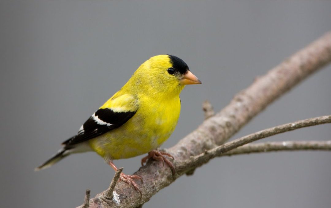 19 Yellow Birds With Black on Wings (Inc. Awesome Photos) Birds Advice