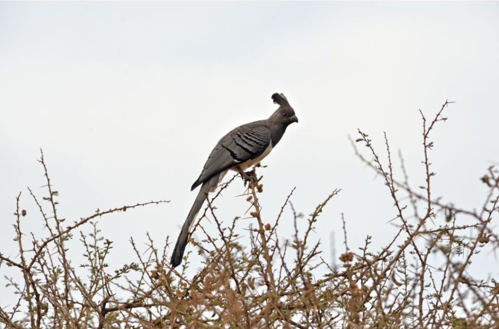 Bare-faced Go Away Bird Photos