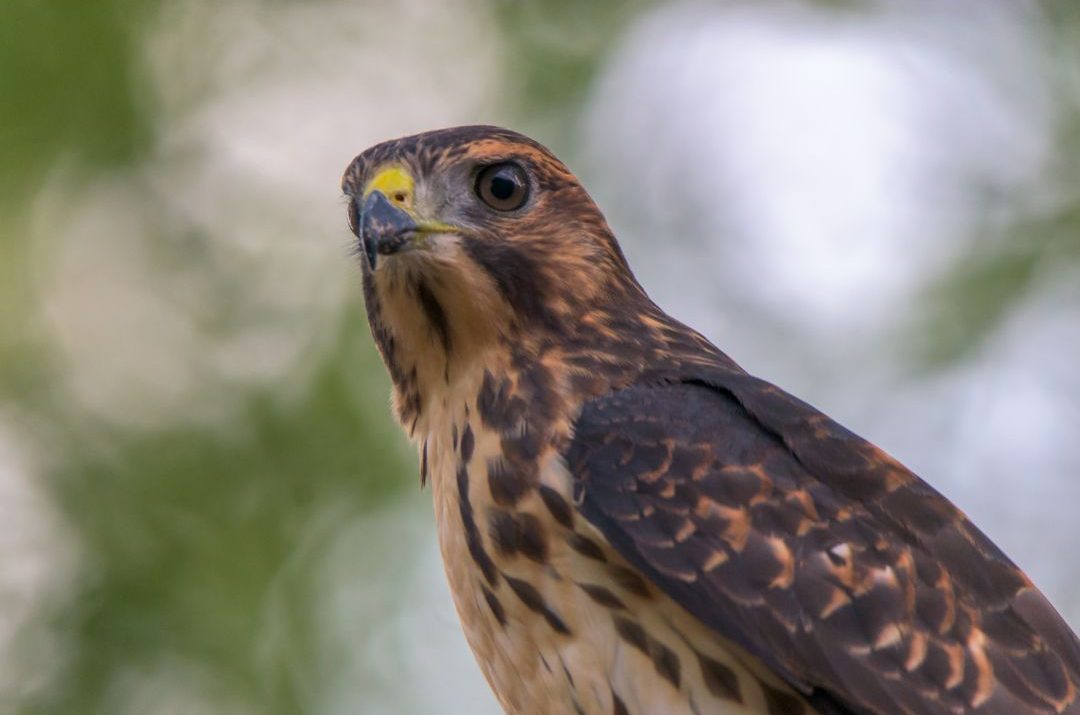 6-species-of-hawk-in-georgia-inc-awesome-photos-birds-advice