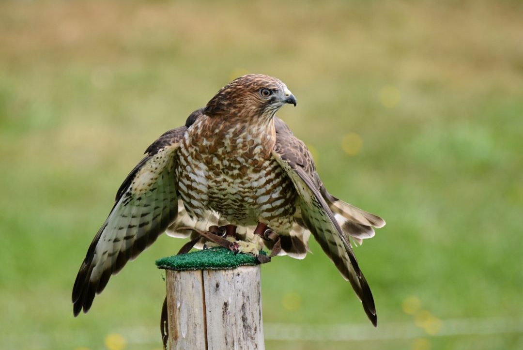 8 Species of Hawk in Connecticut (Inc. Awesome Photos)