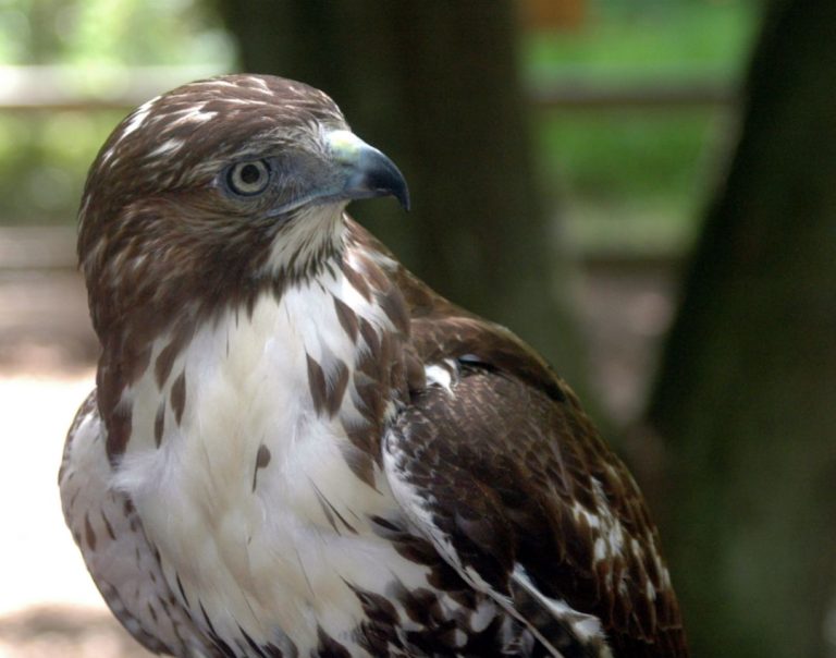 10 Species of Hawks in Minnesota (Inc. Awesome Photos) Birds Advice