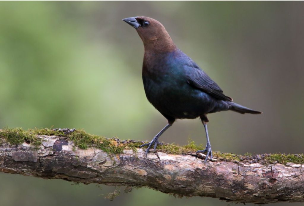 Brown-headed Cowbird Photos