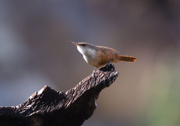 15 Small Brown Birds with Long Beaks (Inc. Awesome Photos)