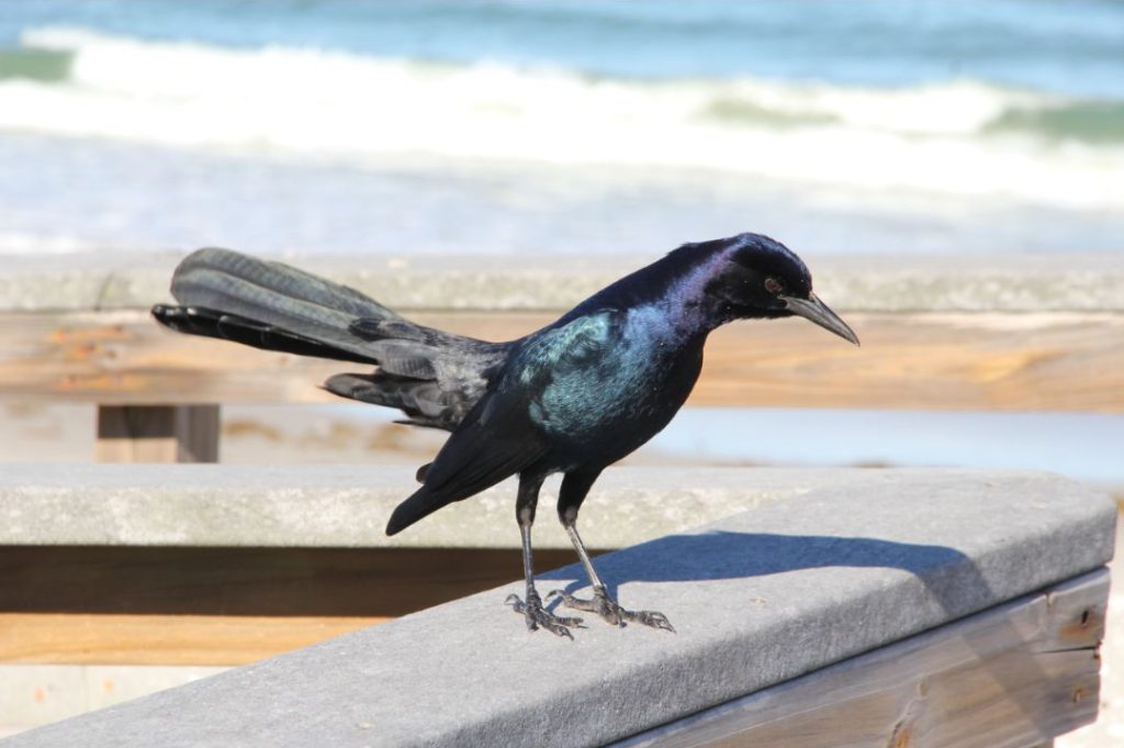 Common Grackle Photos