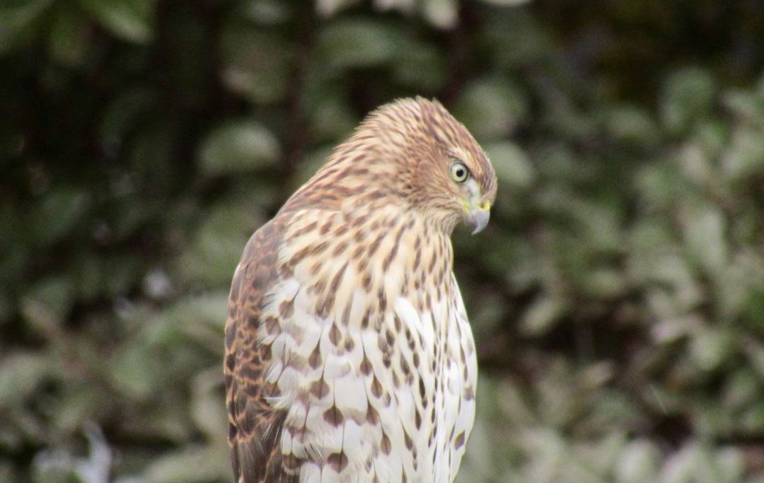 10 Species of Hawks in Wisconsin (Inc. Awesome Photos) Birds Advice