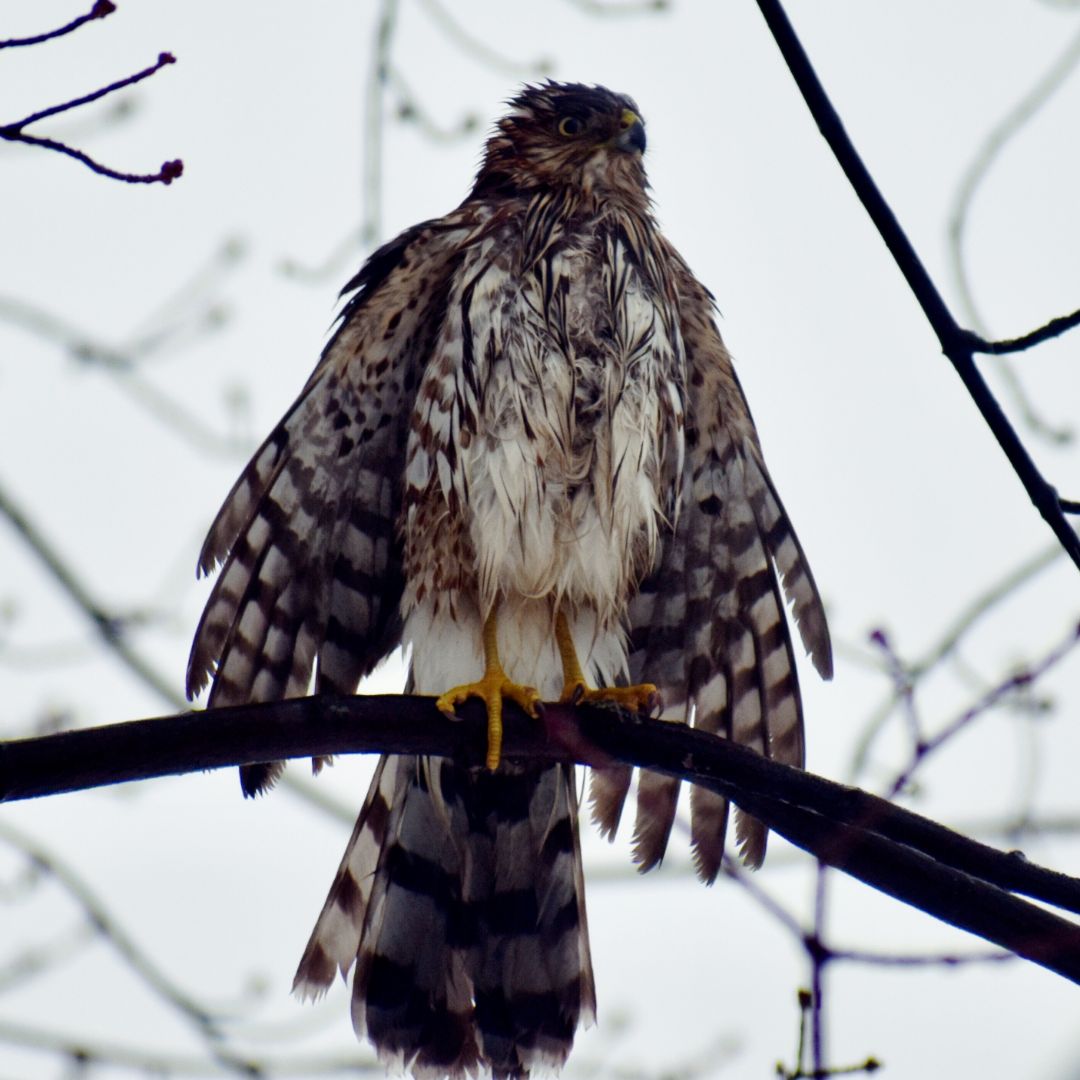 7 Species of Hawk in Tennessee (Inc. Awesome Photos) Birds Advice
