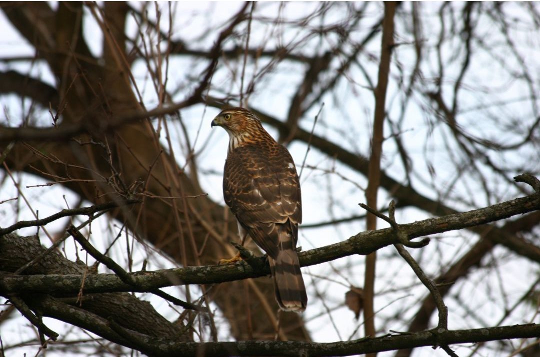 10 Species of Hawks in Minnesota (Inc. Awesome Photos) Birds Advice