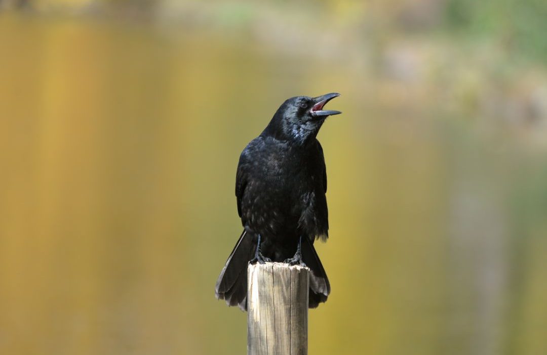 Crows Are Among the Smartest Animals on Earth. Here Is How to Make Friends With One in Four Steps
