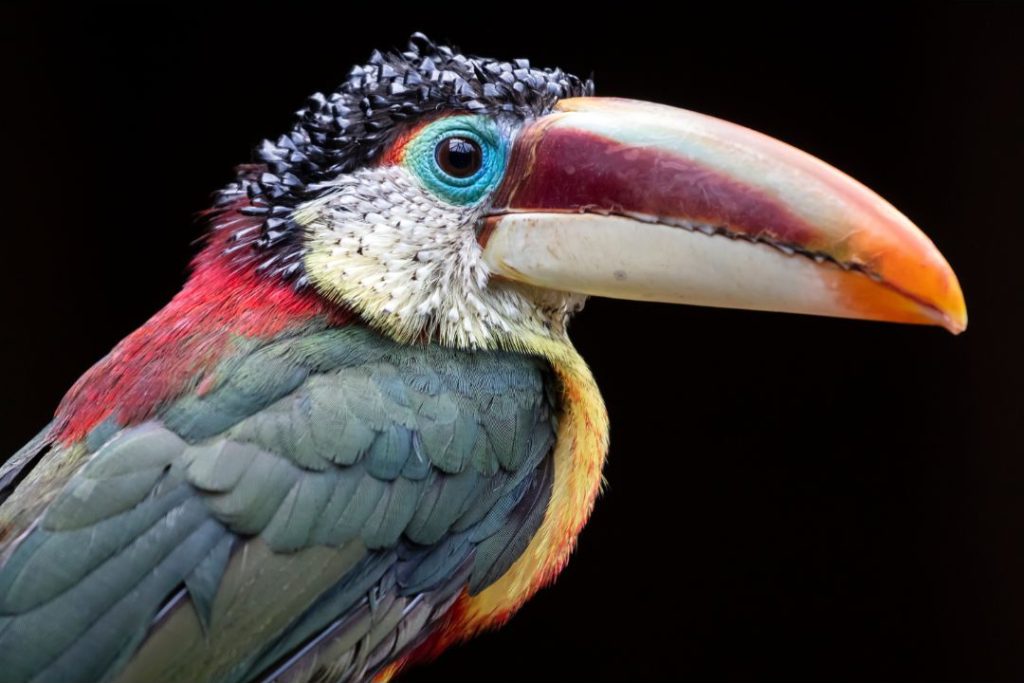 Curl-crested Aracari Photos