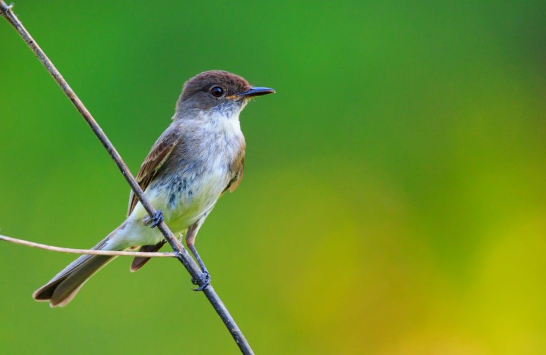 13 Small Gray Birds with White Bellies (Inc. Awesome Photos) Birds Advice