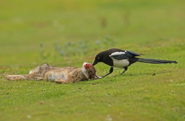 19 Birds That Eat Dead Animals (Inc. Awesome Photos) Birds Advice