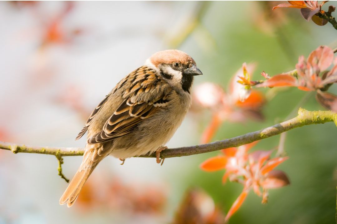 16 Birds That Look Like Sparrows (Inc. Awesome Photos) Birds Advice