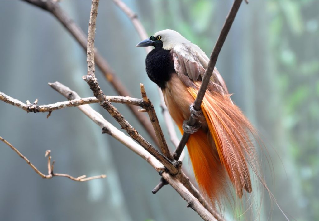Greater Bird Of Paradise Photos
