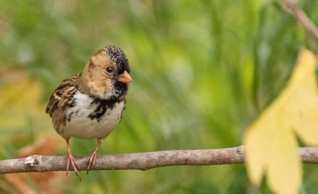 16 Birds That Look Like Sparrows (Inc. Awesome Photos) Birds Advice