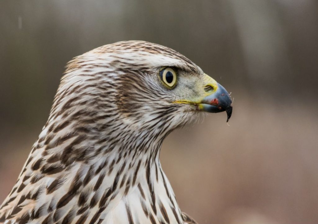 Northern Goshawk