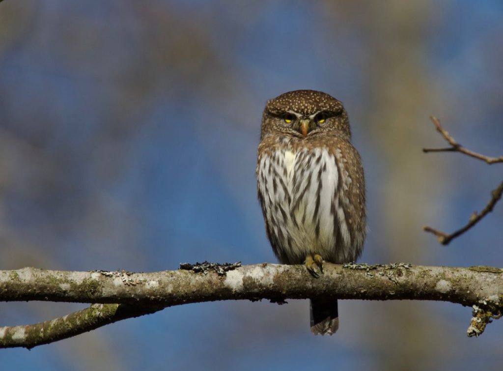 Northern Pygmy Owl Photos