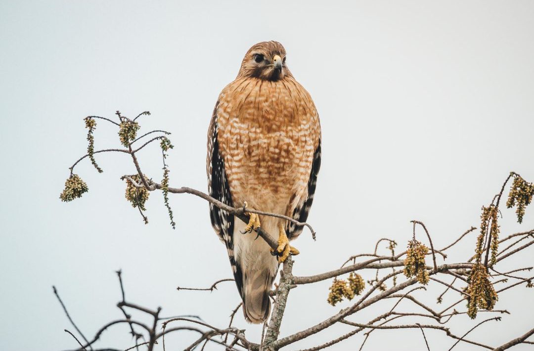 8 Species of Hawk in Massachusetts (Inc. Awesome Photos)