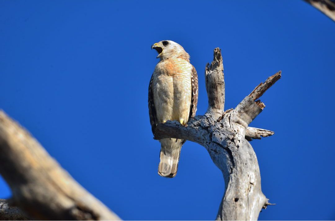 8 Species of Hawk in New Jersey (Inc. Awesome Photos)