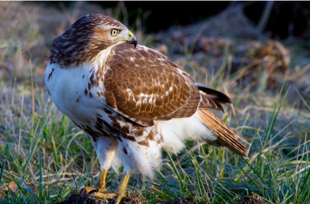 8 Species of Hawk in Virginia (Inc. Awesome Photos) Birds Advice