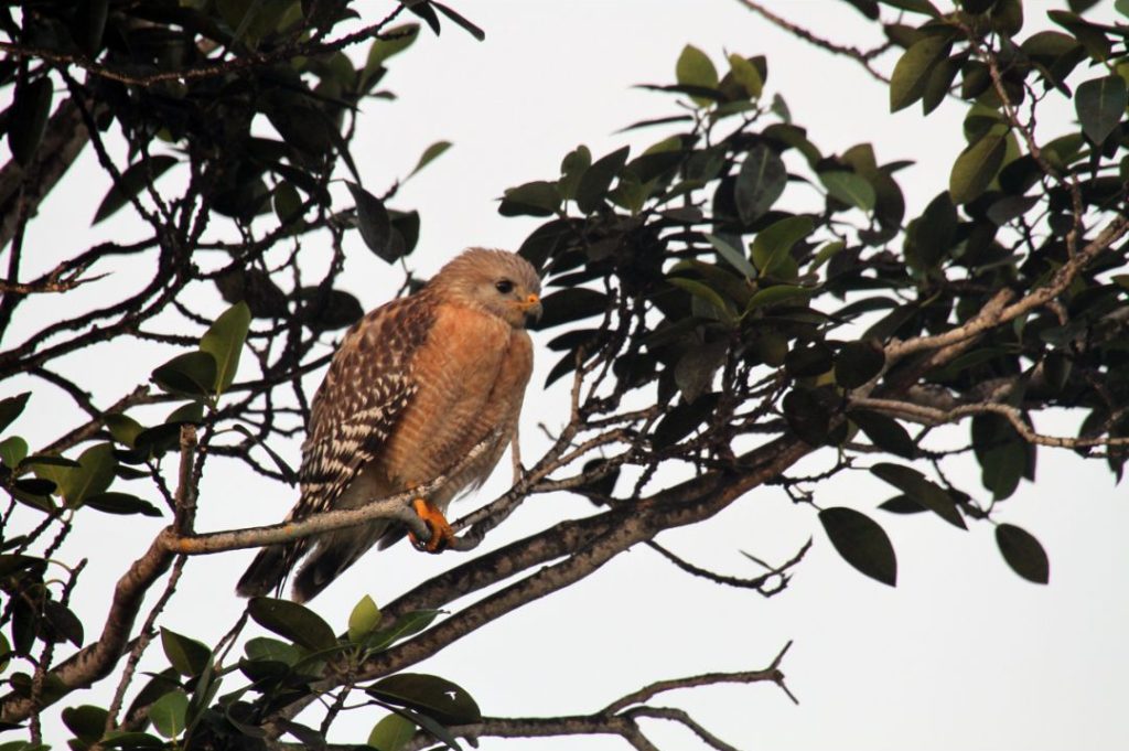 Red-shouldered Hawk Photos