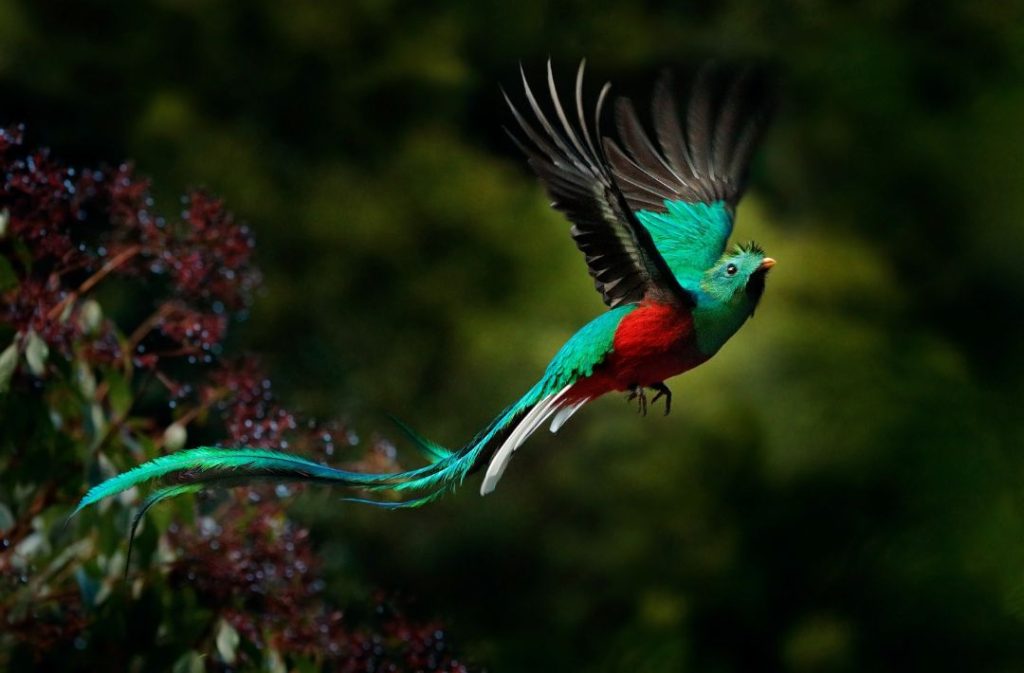 Resplendent Quetzal Photos