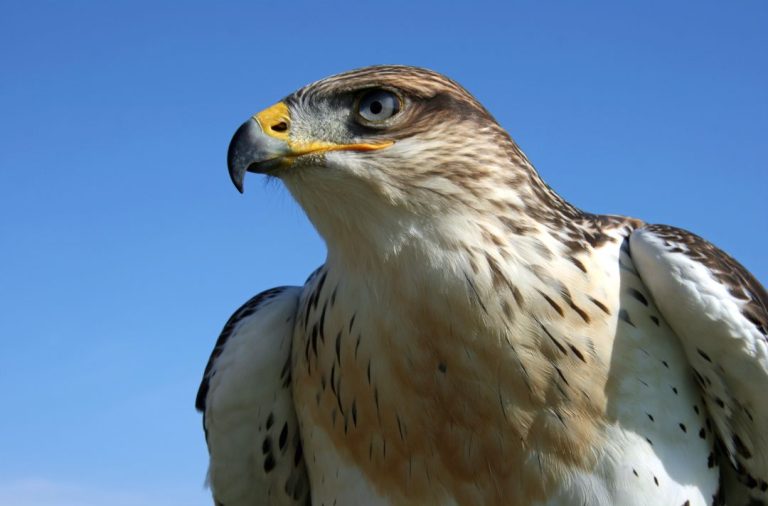 8 Species of Hawk in Pennsylvania (Inc. Awesome Photos)