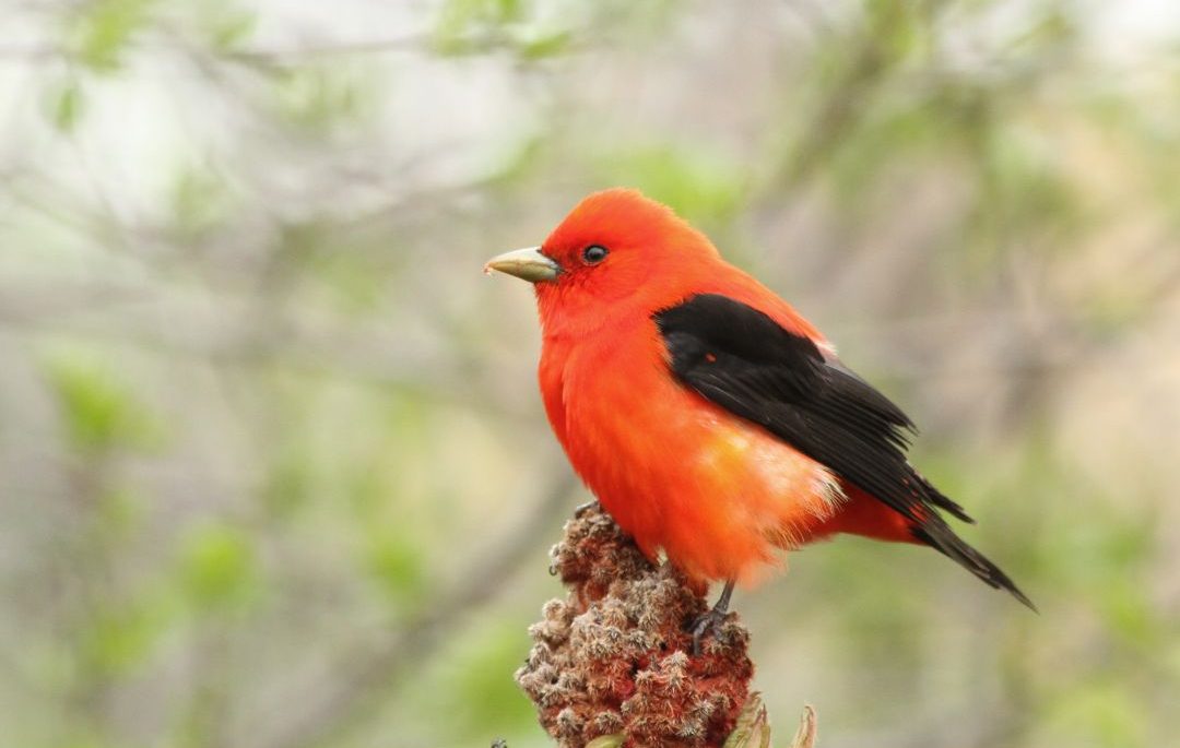 14+ Red Birds in Texas (Inc. Awesome Photos)