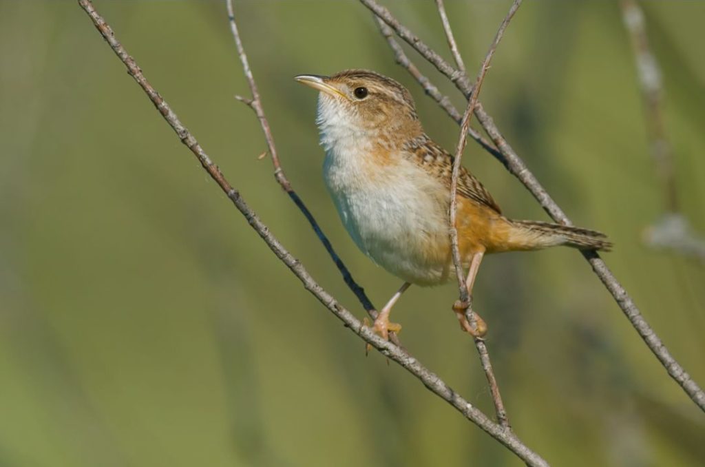 Sedge Wren Photos