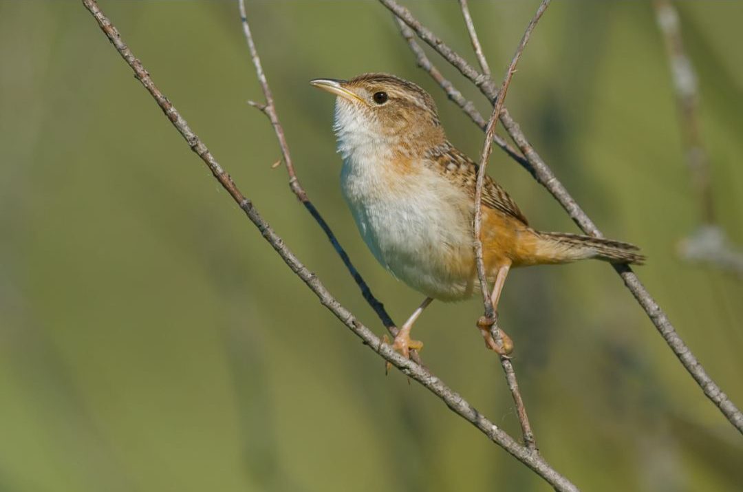 15 Small Brown Birds with Long Beaks (Inc. Awesome Photos)