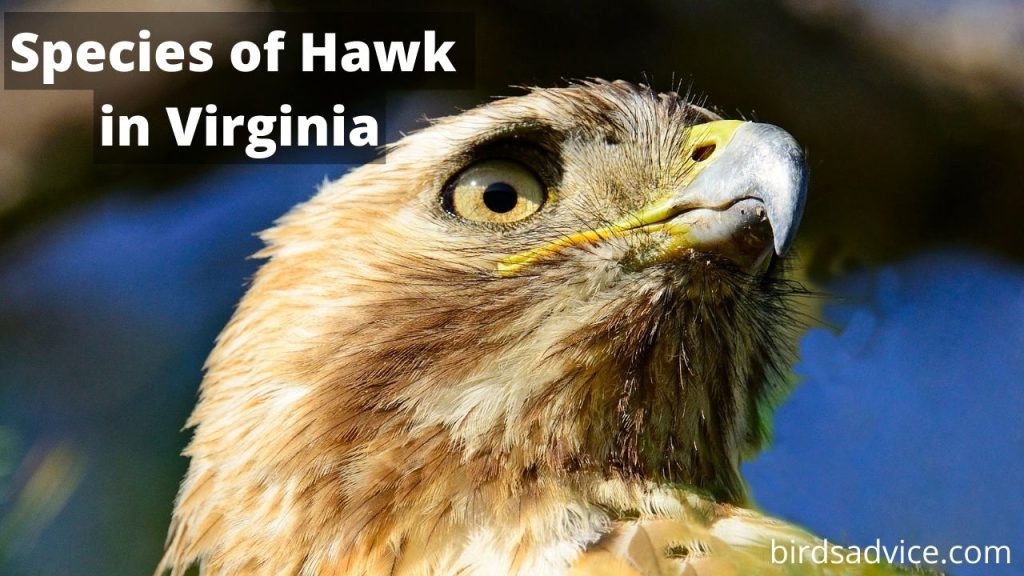 8 Species of Hawk in Virginia (Inc. Awesome Photos) Birds Advice