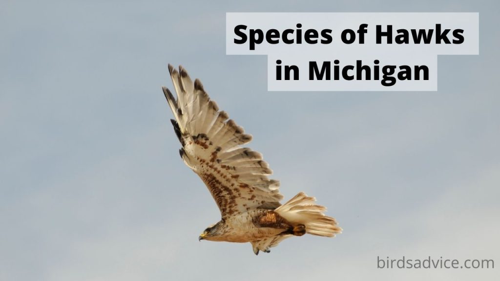 11 Species of Hawks in Michigan (Inc. Awesome Photos) Birds Advice