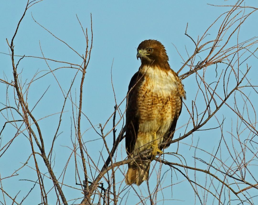 10 Species of Hawks in Wisconsin (Inc. Awesome Photos) Birds Advice