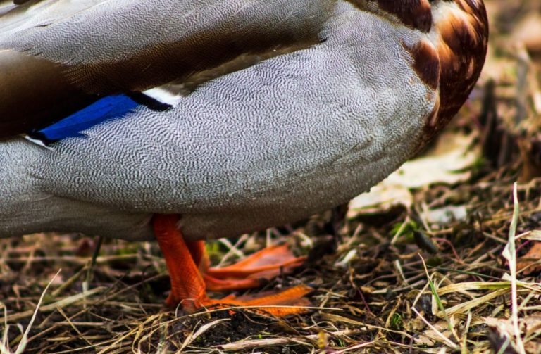 Ducks Feet Everything You Need To Know (inc. Photos) Advice for