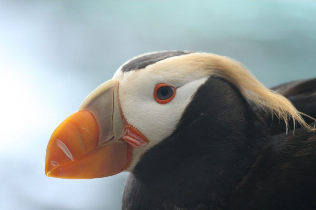 Tufted Puffin Photos
