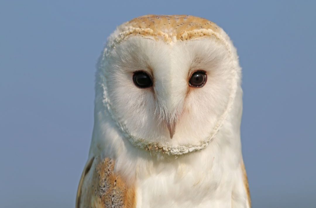 14 Types of Owls in Texas (Inc. Awesome Photos) Birds Advice