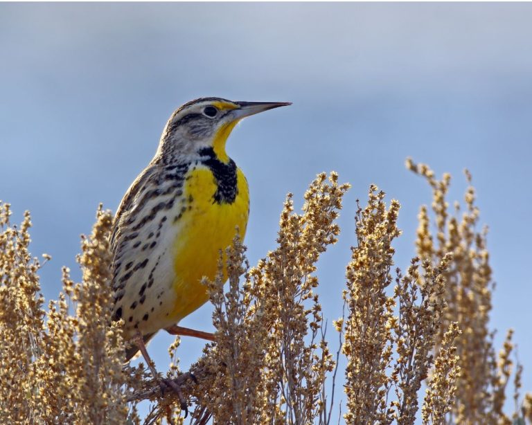34 Backyard Birds of the Pacific Northwest (Inc. Awesome Photos