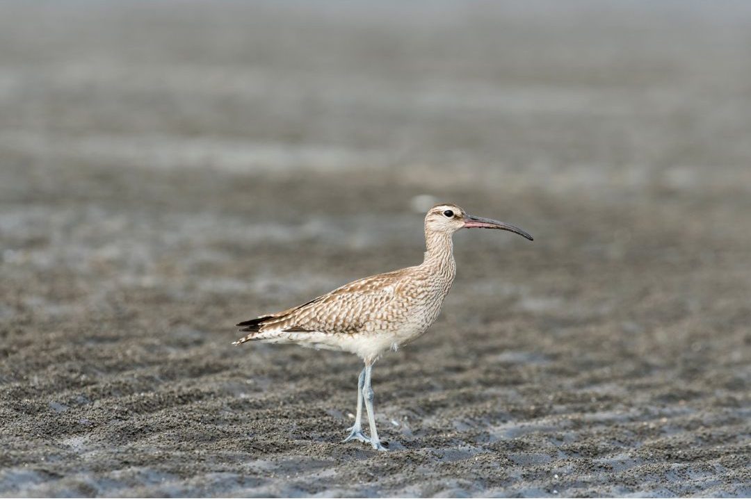 15 Small Brown Birds with Long Beaks (Inc. Awesome Photos)