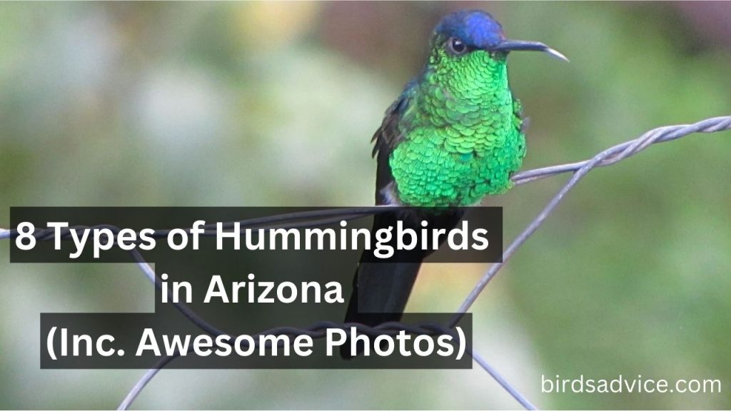 8 Types of Hummingbirds in Arizona (Inc. Awesome Photos) Birds Advice