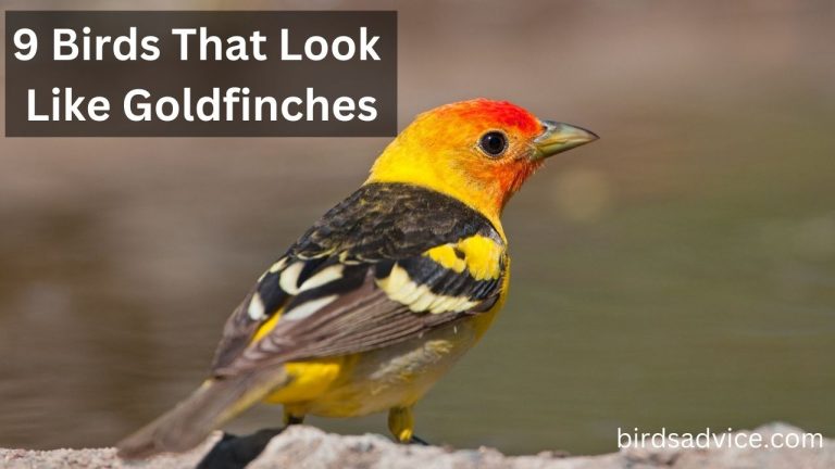 9 Birds That Look Like Goldfinches (Inc. Awesome Photos) - Birds Advice