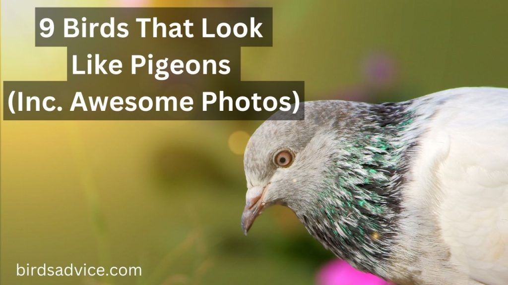 9 Birds That Look Like Pigeons (Inc. Awesome Photos)