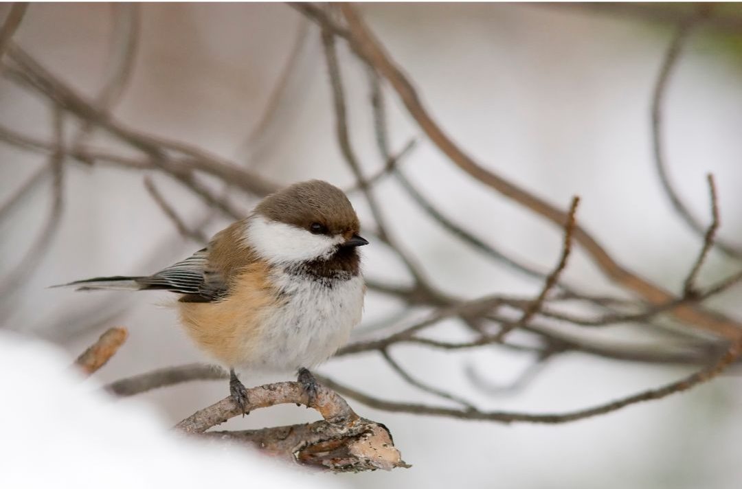 13 Birds That Look Like Chickadees (Inc. Awesome Photos) Birds Advice