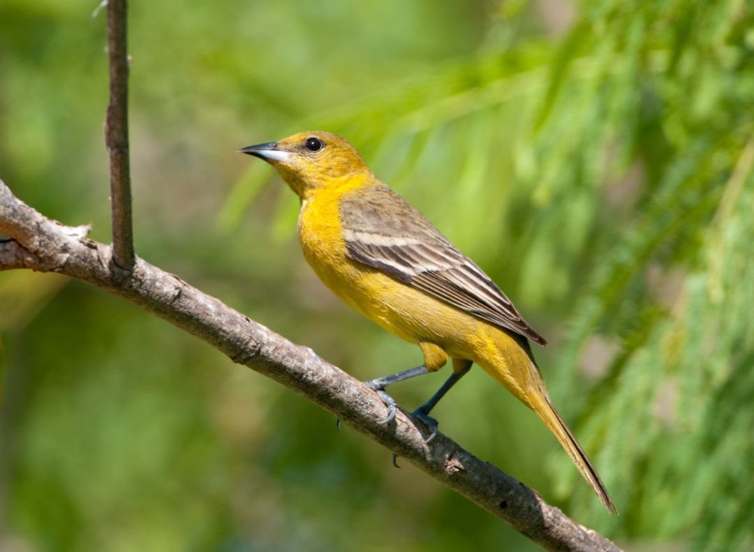 25 Birds With Orange Breasts (Inc. Awesome Photos) Birds Advice