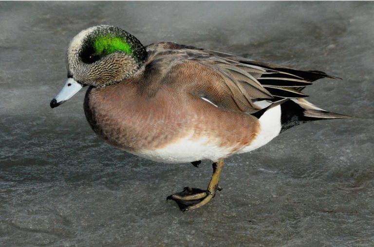 7 Ducks with Green Heads (Inc. Awesome Photos) Birds Advice
