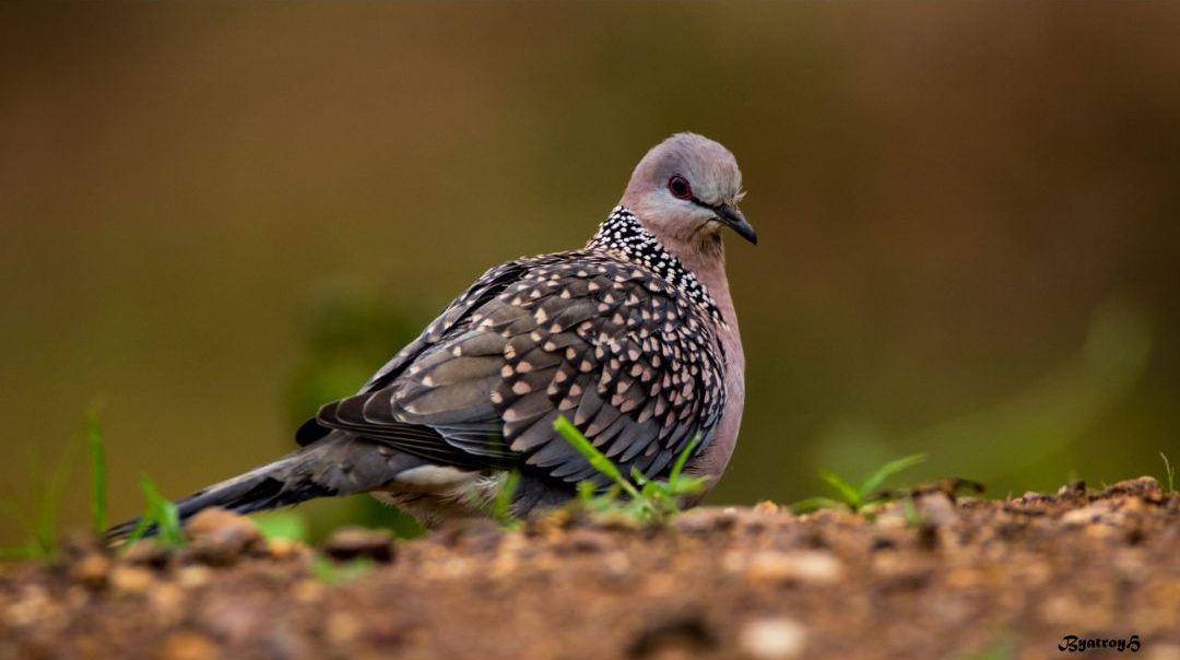 9 Birds That Look Like Pigeons (Inc. Awesome Photos)