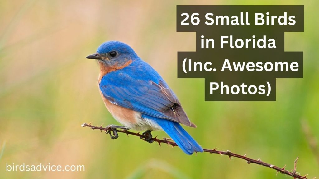 26 Small Birds in Florida (Inc. Awesome Photos) - Birds Advice