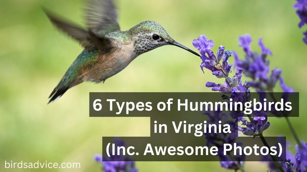 6 Types of Hummingbirds in Virginia (Inc. Awesome Photos) Birds Advice