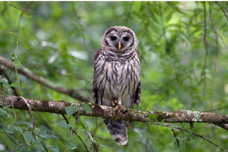 8 Species of Owls in Connecticut (Inc. Awesome Photos) Birds Advice