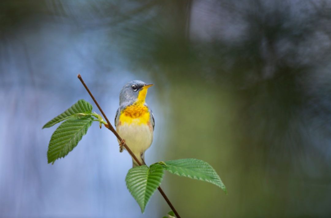21 Gray Birds in North America (Inc. Awesome Photos) - Birds Advice